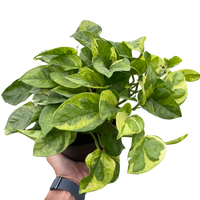 Pothos 'Lemon Meringue'