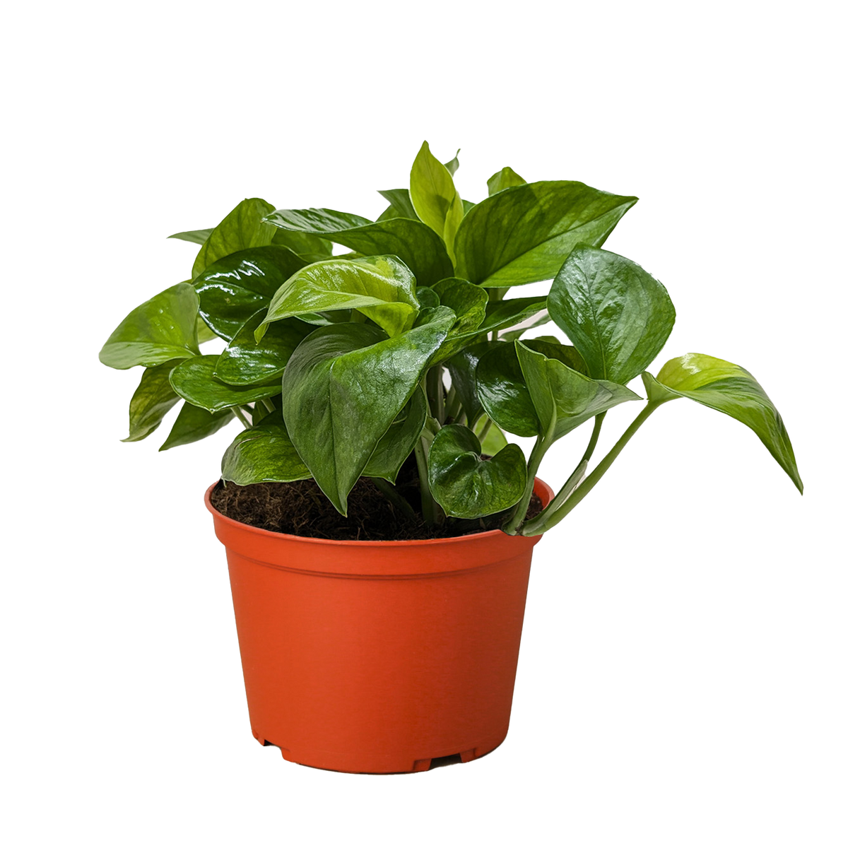 Pothos Lemon Top trailing vine with bright lemon-yellow and green variegated leaves