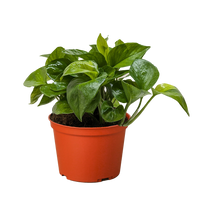 Pothos Lemon Top trailing vine with bright lemon-yellow and green variegated leaves