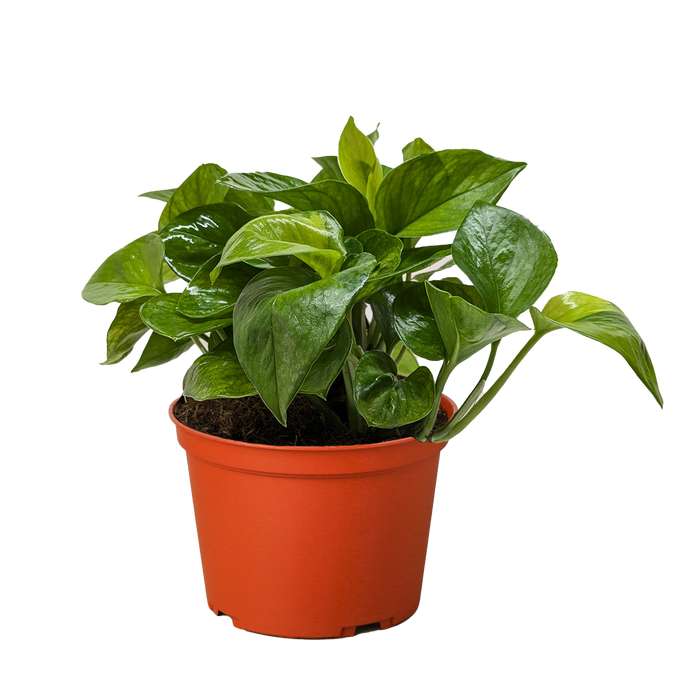 Pothos Lemon Top trailing vine with bright lemon-yellow and green variegated leaves