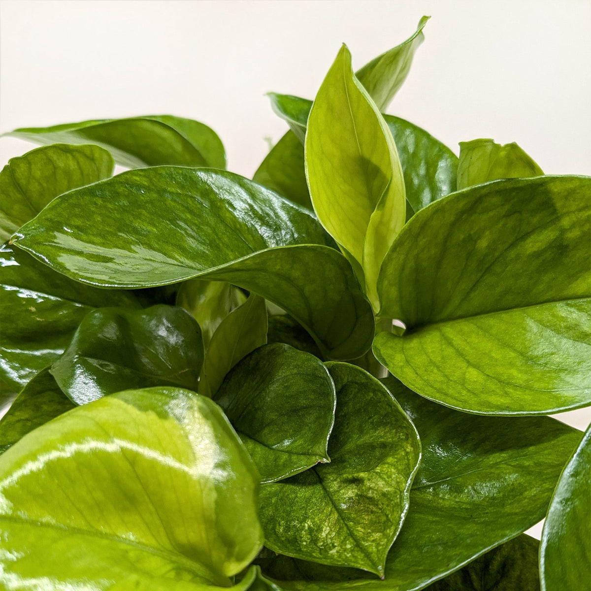 Pothos Lemon Top trailing vine with bright lemon-yellow and green variegated leaves