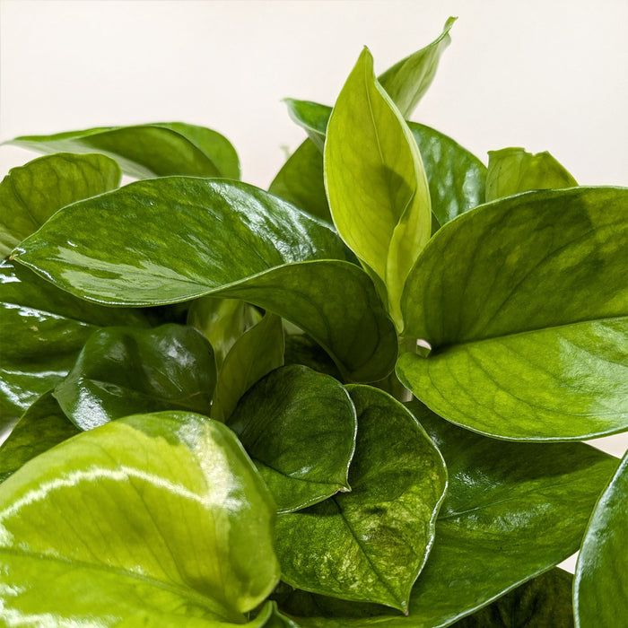 Pothos Lemon Top trailing vine with bright lemon-yellow and green variegated leaves