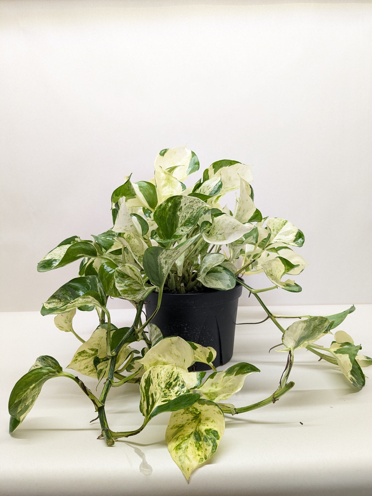 Pothos Manjula with large wavy leaves featuring bright white and green marbled variegation