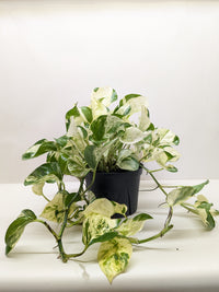 Pothos Manjula with large wavy leaves featuring bright white and green marbled variegation