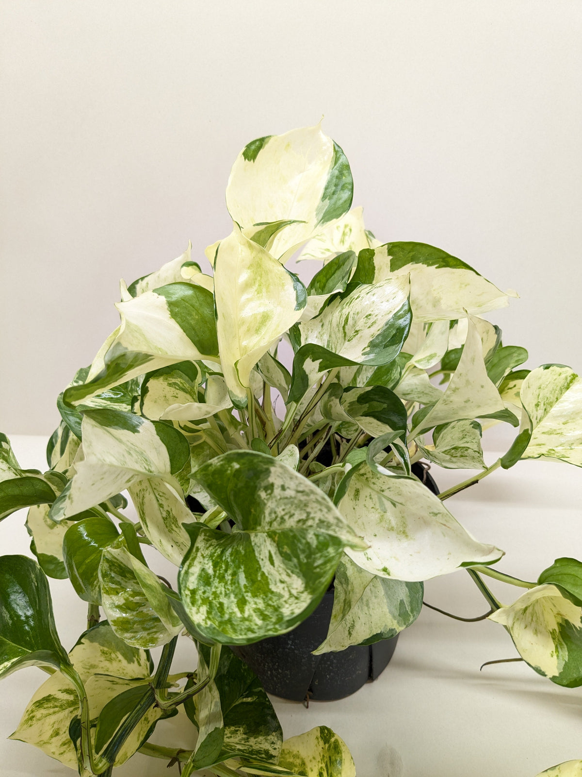 Pothos Manjula with large wavy leaves featuring bright white and green marbled variegation