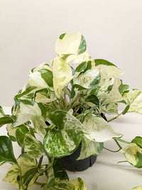 Pothos Manjula with large wavy leaves featuring bright white and green marbled variegation