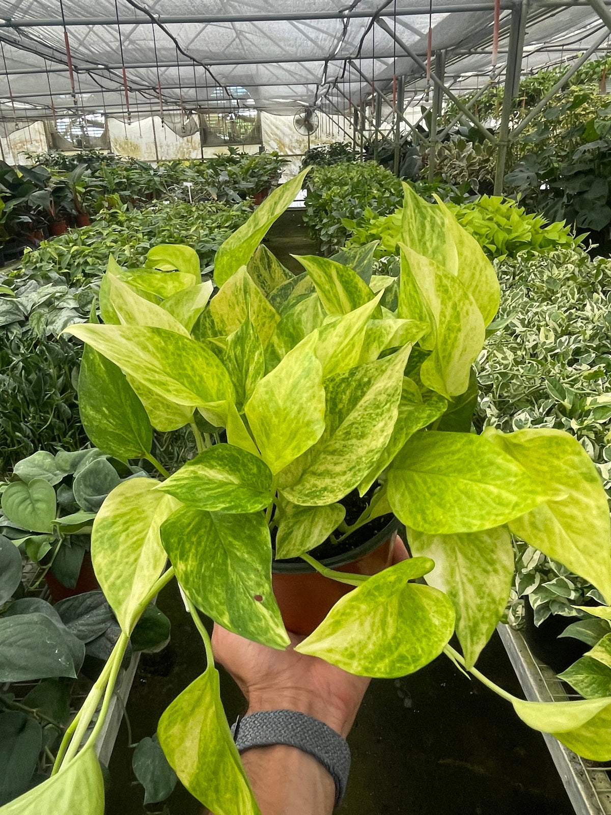 neon pothos trailing Pothos Neon Queen