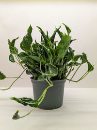 Pothos Shangri La with distinctive curled cupped green leaves trailing from nursery pot