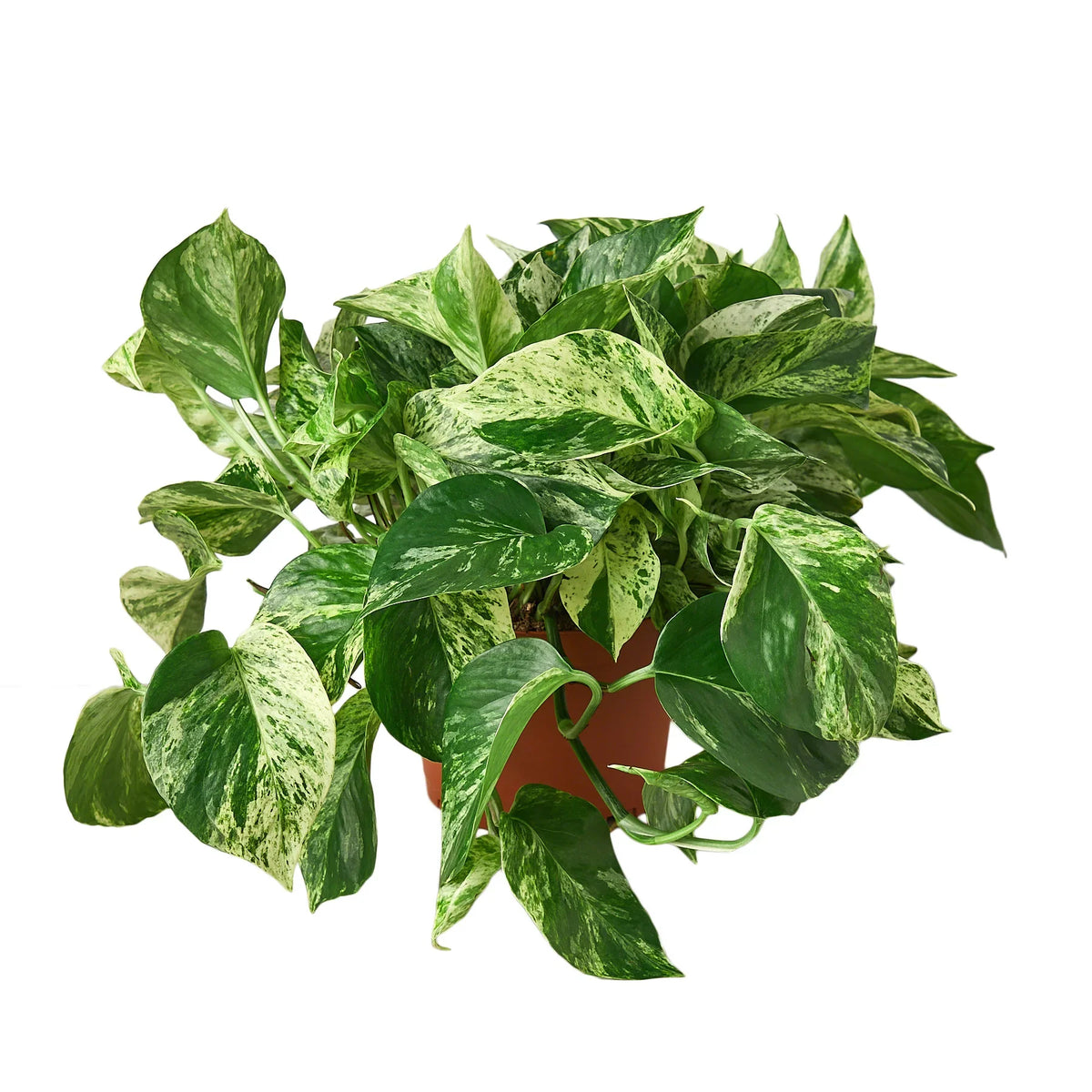 marble queen pothos trailing Marble Queen Pothos