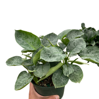 Schismatoglottis 'Sarawak'