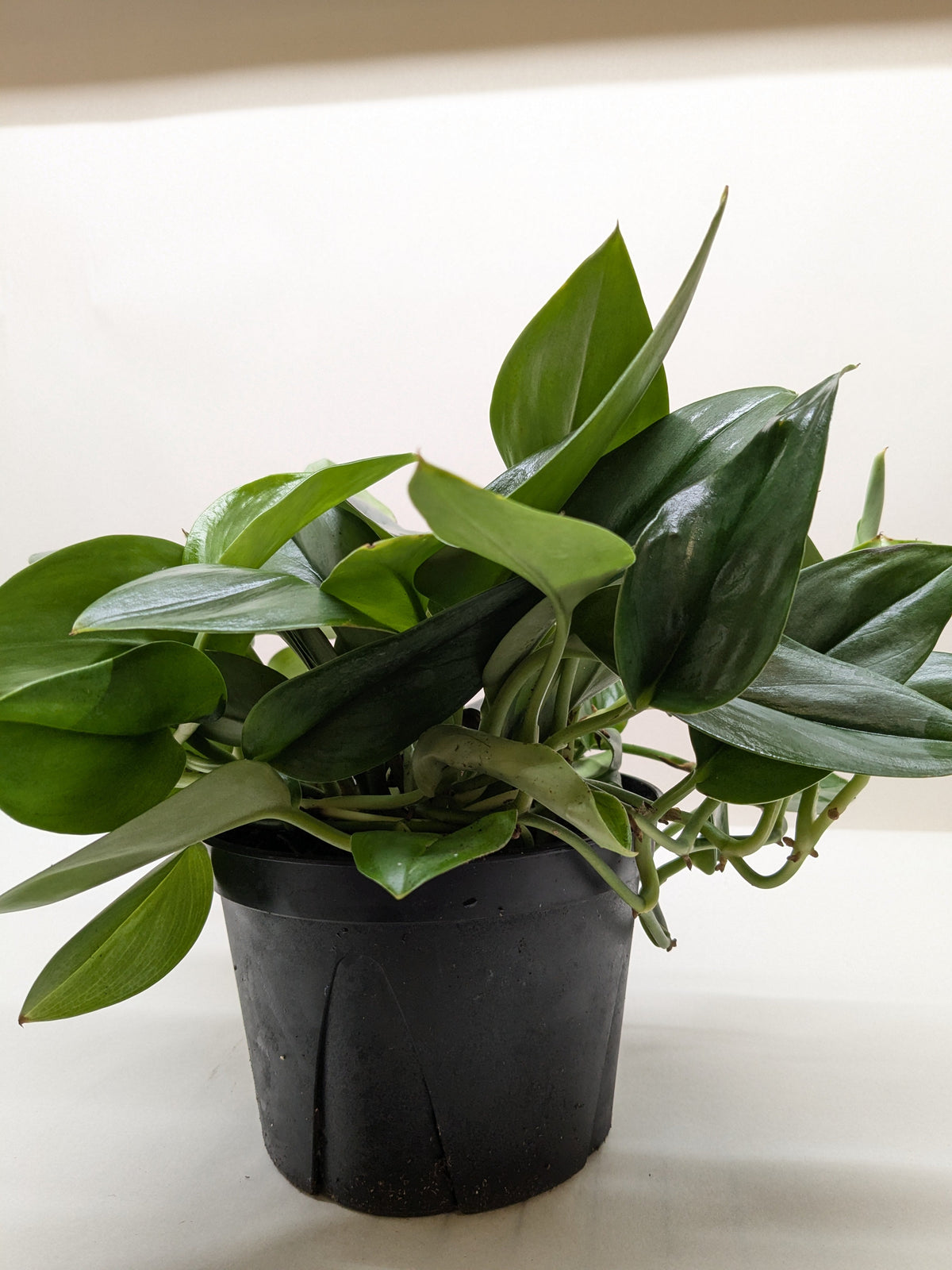 Scindapsus Platinum Java with large velvety leaves washed in brilliant silver platinum color