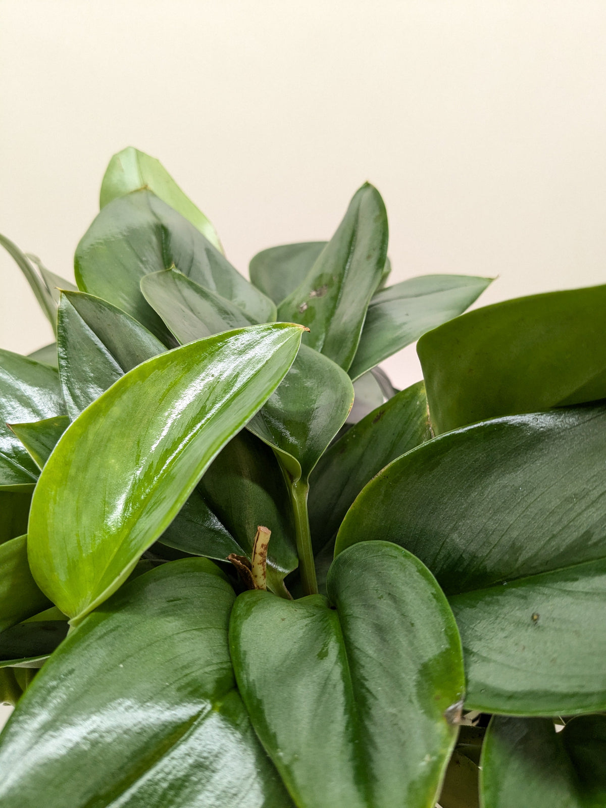 Scindapsus Platinum Java with large velvety leaves washed in brilliant silver platinum color
