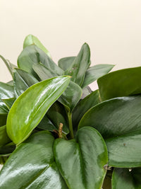 Scindapsus Platinum Java with large velvety leaves washed in brilliant silver platinum color