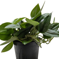 Scindapsus Platinum Java with large velvety leaves washed in brilliant silver platinum color