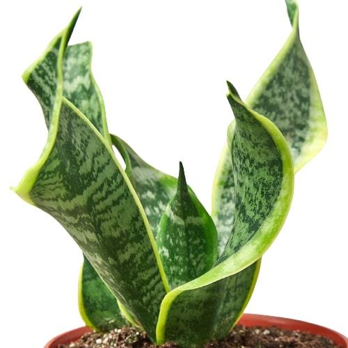snake plant twisted leaves Snake Plant Twist
