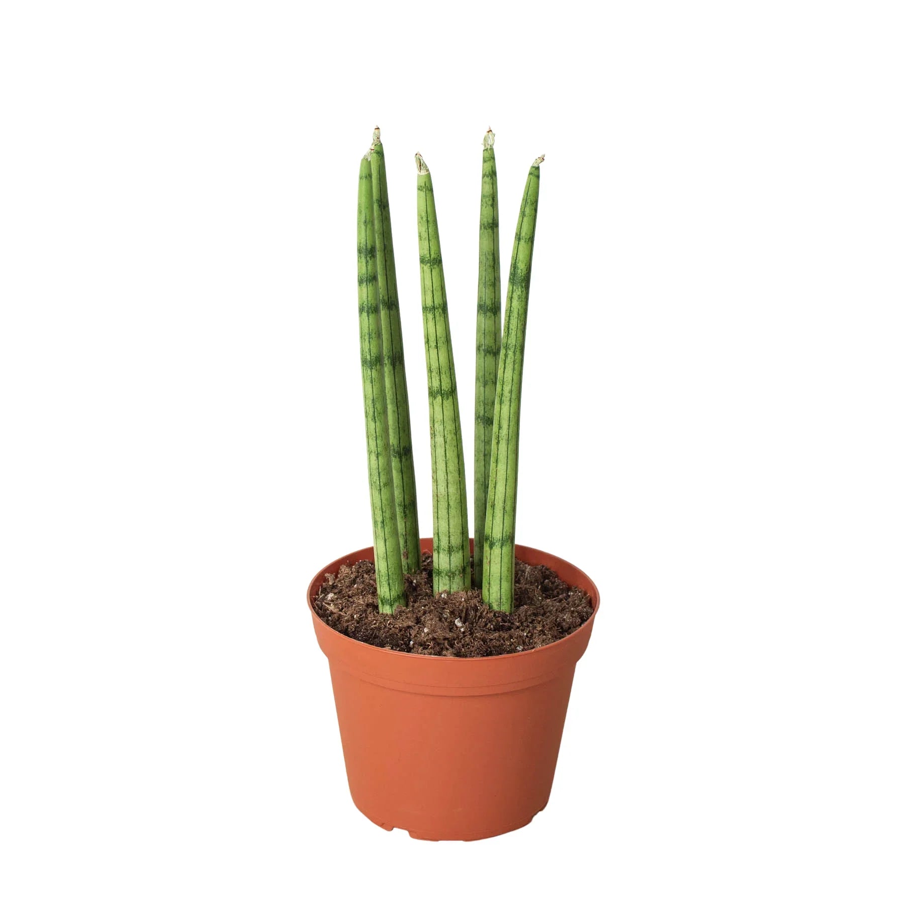 snake plant cylinder The Snobby Leaf | Snake Plant Cylindrica - 4 inch Pot