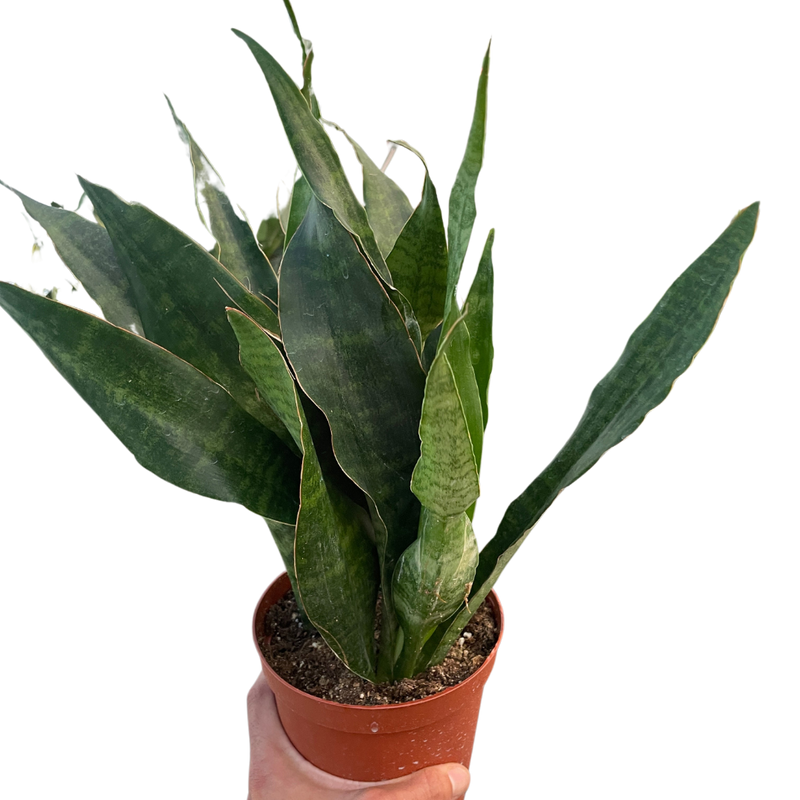 rosette snake plant Snake Plant Jaboa
