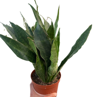 Snake Plant 'Jaboa'
