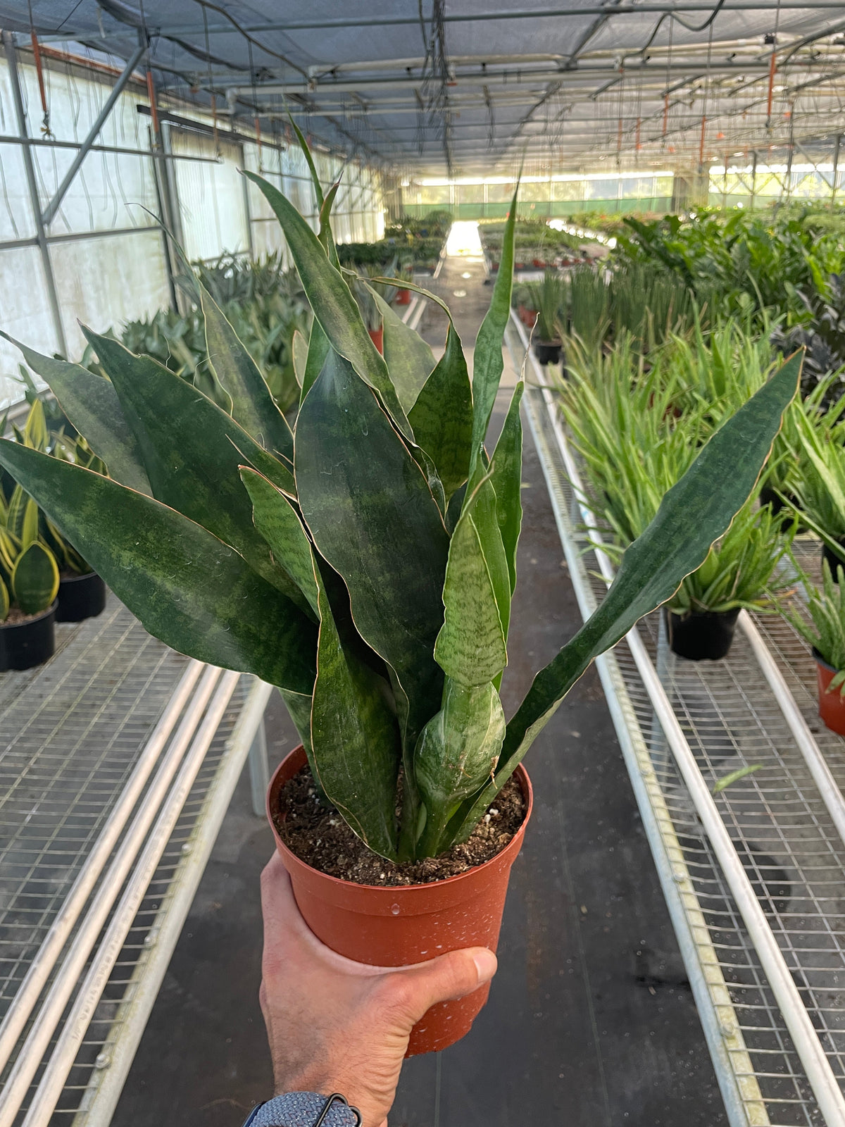 rosette snake plant Snake Plant 'Jaboa'