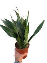 Snake Plant 'Jaboa'