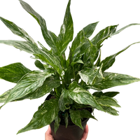 Variegated Spathiphyllum 'Domino'