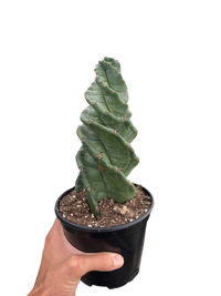 Cereus forbesii 'Spiralis'
