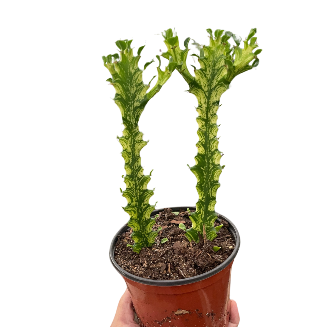 variegated ghost plant succulent Euphorbia 'Mint Cream' Cactus