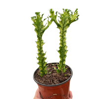 Euphorbia 'Mint Cream'