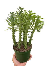 Euphorbia 'Sausage Spurge'