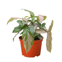 Syngonium 'Pink Splash' - 4" Pot