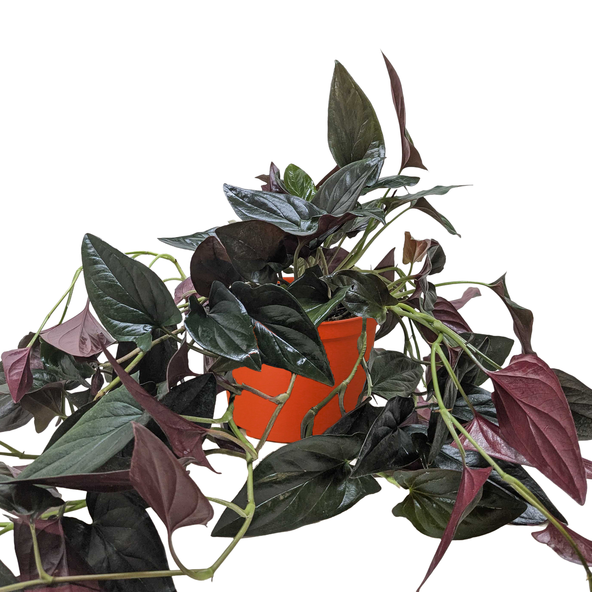 Syngonium 'Red Arrow'