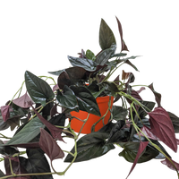 Syngonium 'Red Arrow'