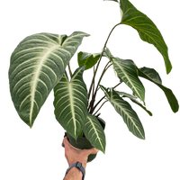 Xanthosoma 'Lendenii'