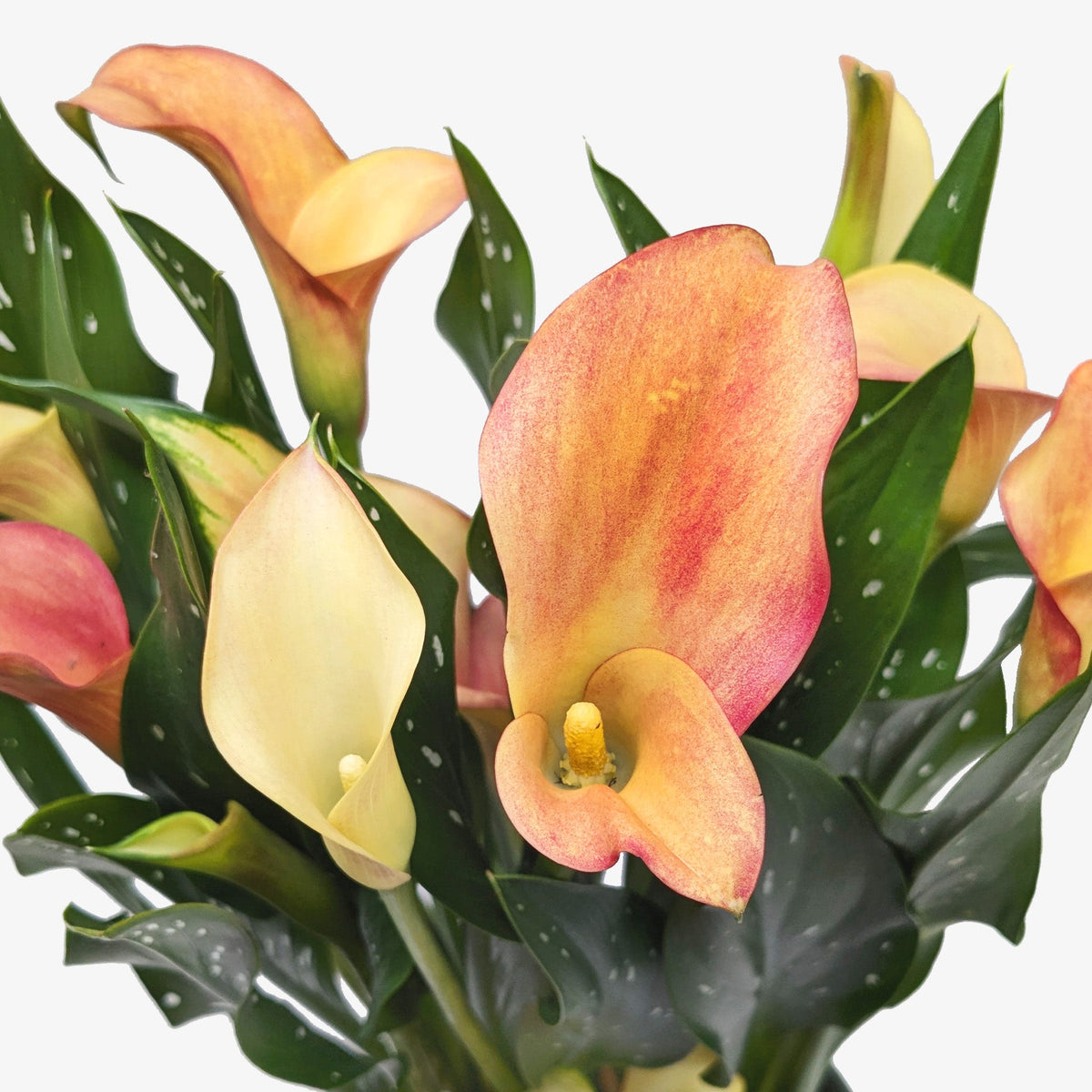 Calla Lily