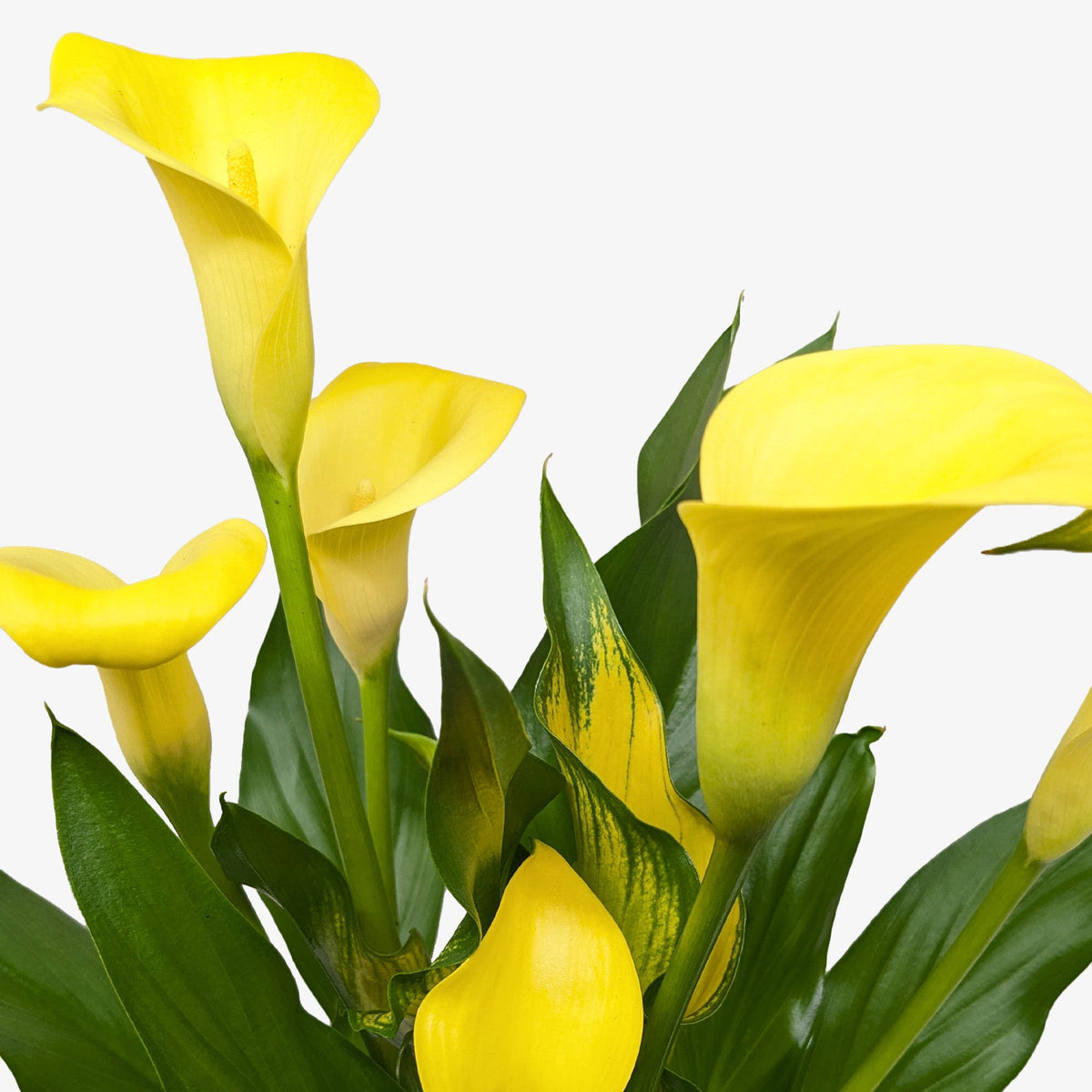 Calla Lily
