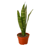 Snake Plant Zeylanica with tall upright dark green leaves marked with distinctive light banding