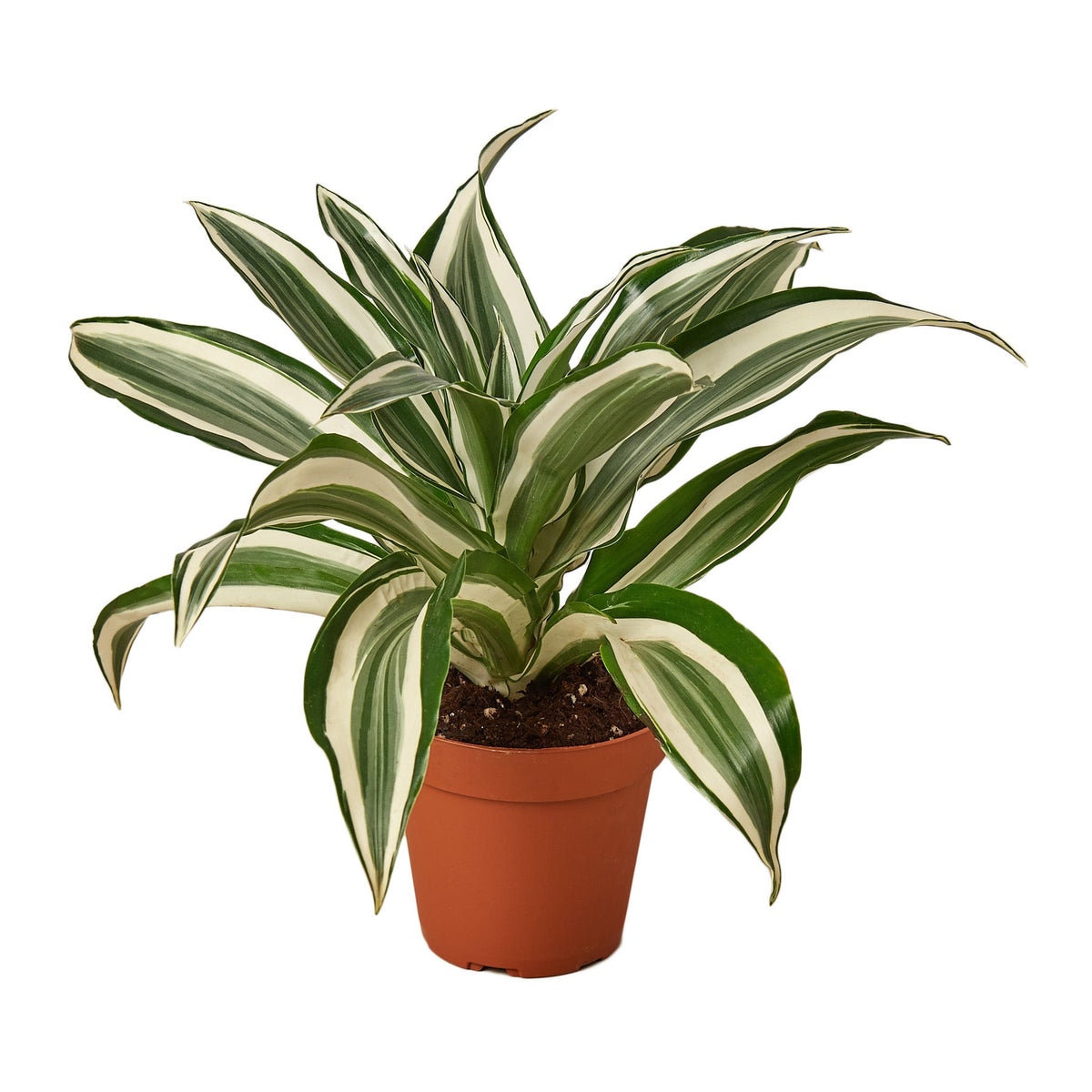 dracaena deremensis 'warneckii' leaves Dracaena Warneckii White Jewel