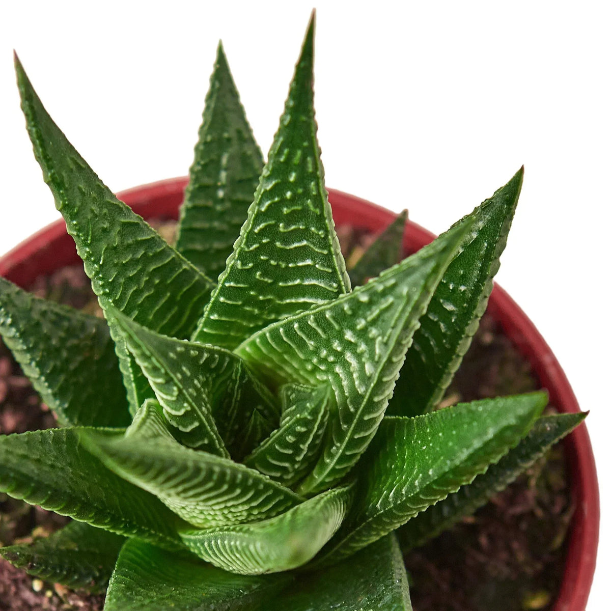 succulent with ridged leaves Fairy Washboard Haworthia 4"