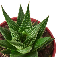 Fairy Washboard Haworthia