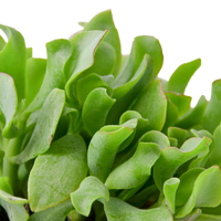 Ripple Jade Succulent