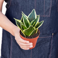 Snake Plant Black Gold