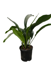 Aspidistra 'Cast Iron'