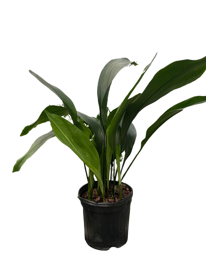 Aspidistra 'Cast Iron'
