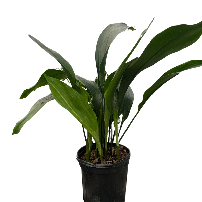 Aspidistra 'Cast Iron'