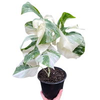 Monstera 'Albo Borsigiana Variegated'