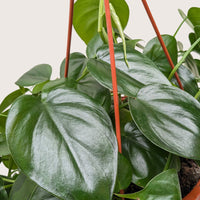 Philodendron Cordatum Heartleaf trailing vine with glossy dark green heart-shaped leaves