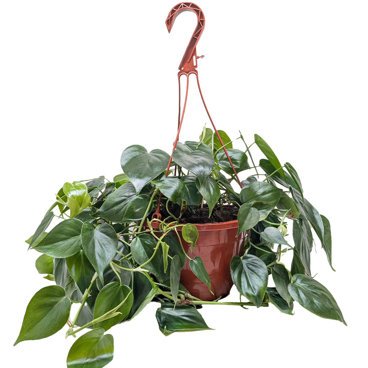 Philodendron Cordatum Heartleaf trailing vine with glossy dark green heart-shaped leaves