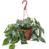 Philodendron Cordatum Heartleaf trailing vine with glossy dark green heart-shaped leaves