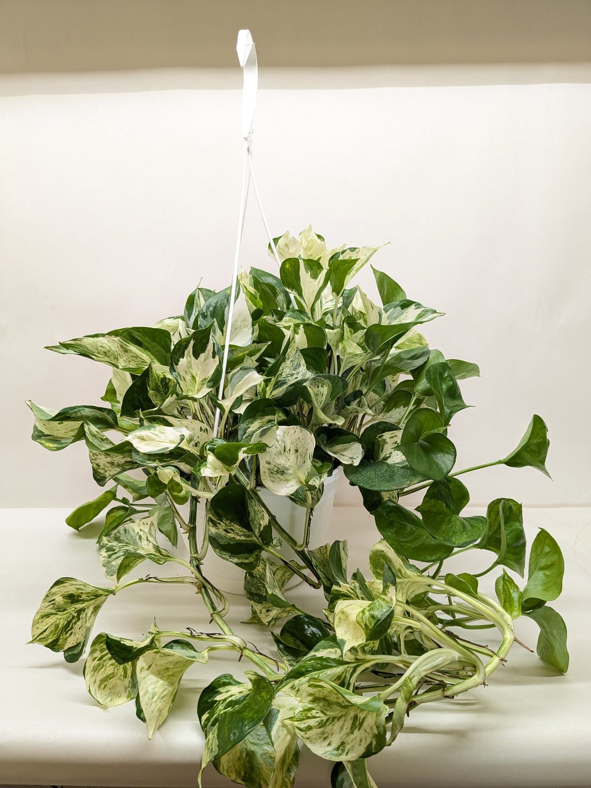 Pothos Manjula with large wavy leaves featuring bright white and green marbled variegation