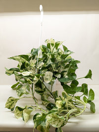 Pothos Manjula with large wavy leaves featuring bright white and green marbled variegation